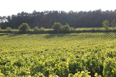 Domaine Ravaut Vineyard Corton Hautes Mourottes